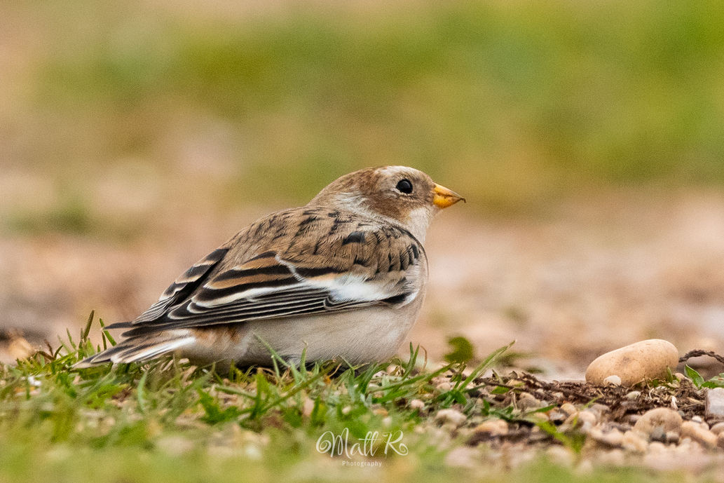 Photo of Snow Bunting